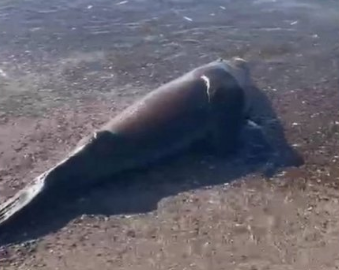 Pescadores mataron a palazos a un lobo marino en Península Valdés