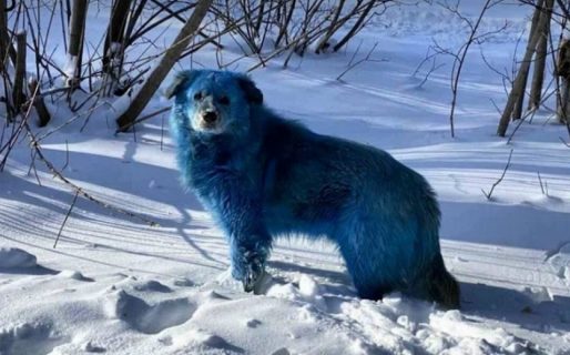 Misterio: aparecieron perros de color azul brillante