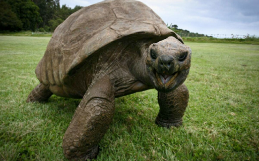 Tiene 189 años: Quién es y cómo vive el animal más anciano del mundo