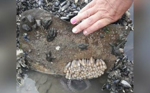 Qué hacer si encontrás huevos de pulpo