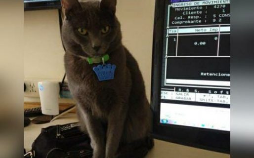 $10.000 pesos para quién encuentre a Pulga