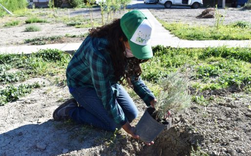 Continúa el programa del municipio que entrega árboles para los barrios