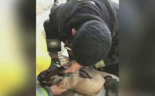 Video conmovedor: Bomberos rescataron a un perrito de un incendio y le salvaron la vida