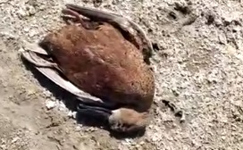 Indignación e incertidumbre por la aparición de aves de diversas especies muertas en Restinga Alí