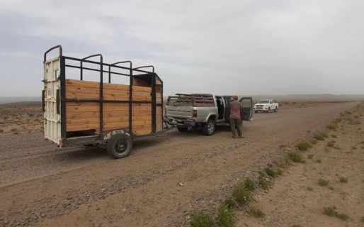 Sorprendieron a tres cazadores con galgos, ñandúes y un guanaco en una camioneta