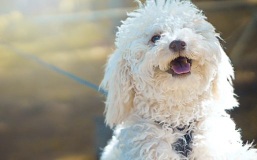 Dos ladrones fueron atrapados gracias a los ladridos de un caniche toy