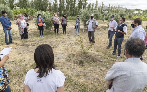 ﻿Desde la Municipalidad impulsan la producción olivícola