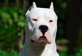 Un perro dogo mató a una beba de 1 año