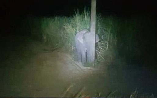 Un elefante bebé roba cañas de azúcar y “se esconde” para evitar ser atrapado