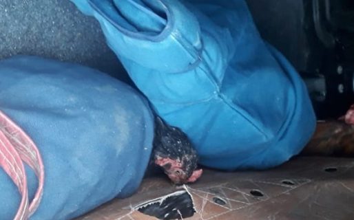 Decomisaron 7 gallos de riña en un auto que se dirigía a Comodoro