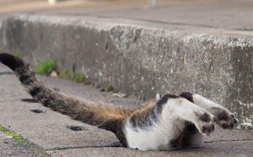 Gatos adoptaron los baches de una calle como su área de juegos