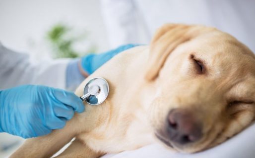 Descubren una nueva especie de gusano que se mete en el corazón de los perros