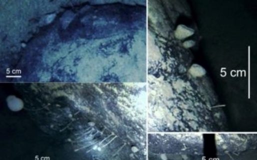 Descubren extrañas criaturas a 900 metros bajo el hielo de la Antártida