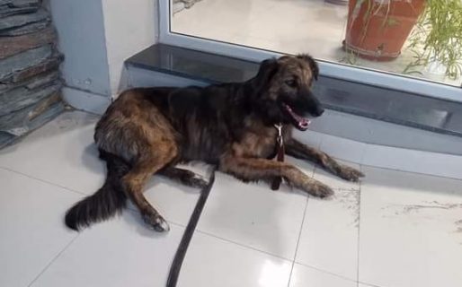 La historia de «La Negra», la perrita que recorrió varios kilómetros por día tratando de encontrar a sus dueños