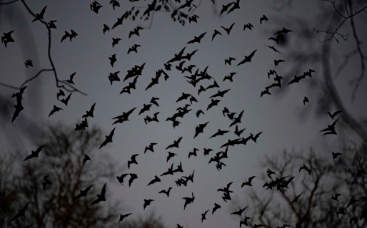 Hallaron murciélagos en Tailandia con un nuevo coronavirus