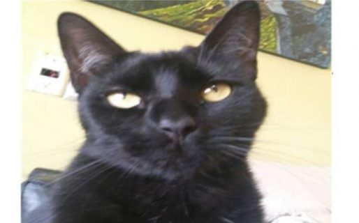 Una familia comodorense ofrece hasta $5.000 pesos para quien encuentre a su gato