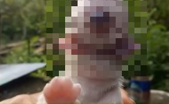 Un perro nació con un ojo, dos lenguas y sin nariz