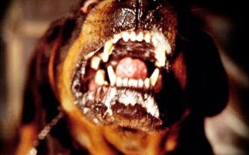 Los perros de una vecina se metieron en su casa y lo mataron a mordiscones