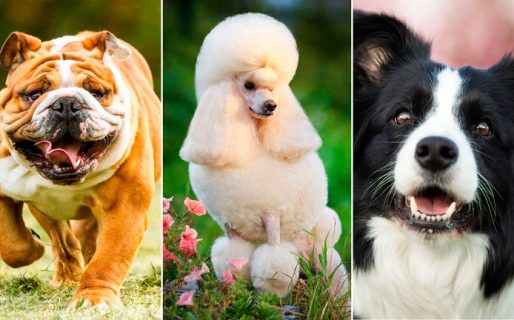 Del border collie al bulldog: El ranking de inteligencia de los perros según su raza