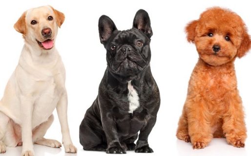 Cuáles son las razas de perros más populares en el mundo