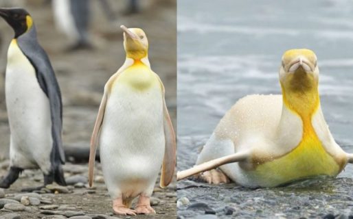Por primera vez lograron captar una fotografía de un pingüino amarillo