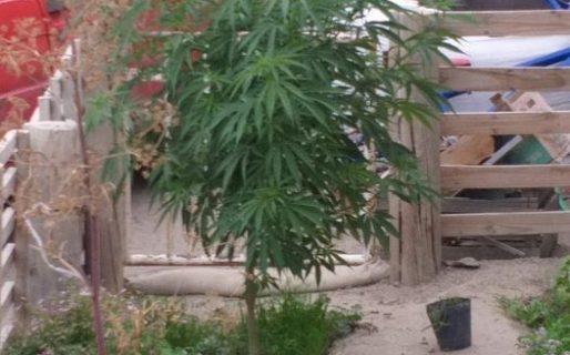 Policias de KM 8 encontraron una planta de cannabis en el patio de una vivenda