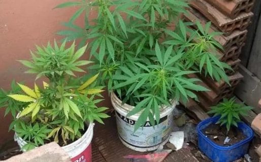 Policías recorrían las calles y encontraron plantas de marihuana en el patio de una casa