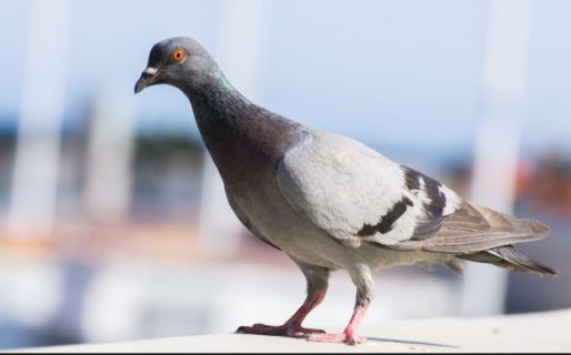 Video: Dos palomas «asesinaron» a otra tras empujarla a las vías del tren