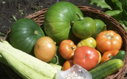 Feria agroecológica, proyecciones y exhibiciones en KM17