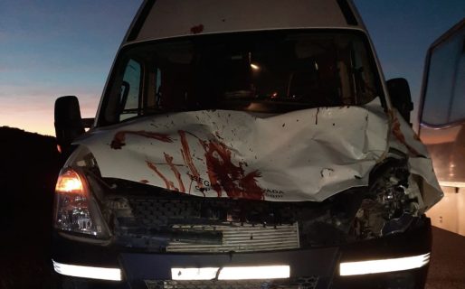 Hubo dos accidentes por chocar contra animales en ruta 26