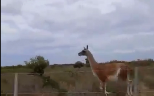 El video de un «guanaco saltarín» se viralizó