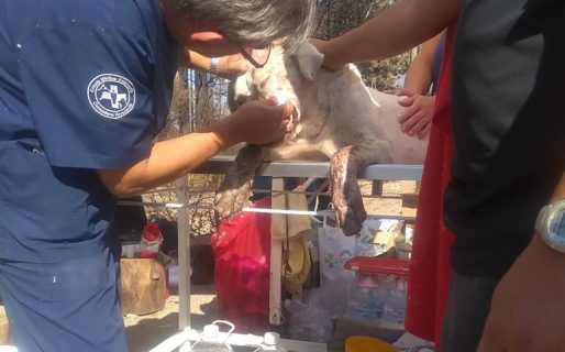 Veterinarios y voluntarios atendieron a cientos de animales por las consecuencias del fuego