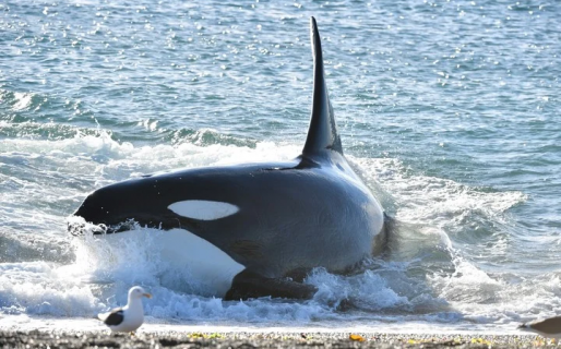 Varamiento intencional: así cazan las orcas en Península Valdés