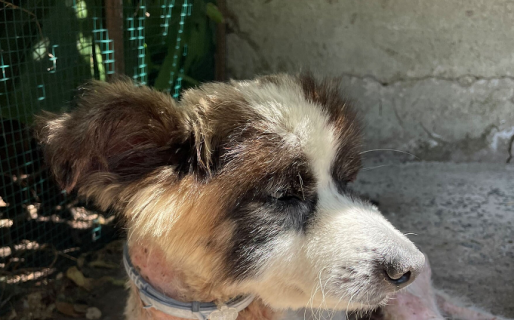 Por viejito su familia lo tiró a un pozo para deshacerse de él