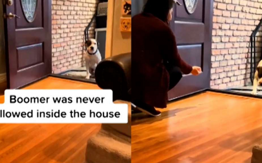 Video: Perro que se niega a entrar a su nuevo hogar porque nunca había vivido en una casa