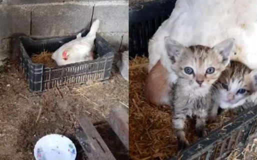 El tierno video que muestra cómo una gallina adoptó a tres gatitos