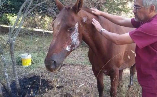 El veterinario solidario de Comodoro sigue ayudando a los animales afectados por el fuego