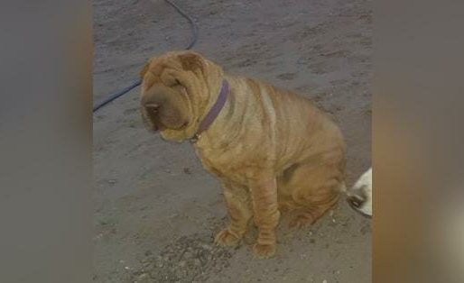 Buscan a Mora, una Shar Pei extraviada en barrio Malvinas Argentinas