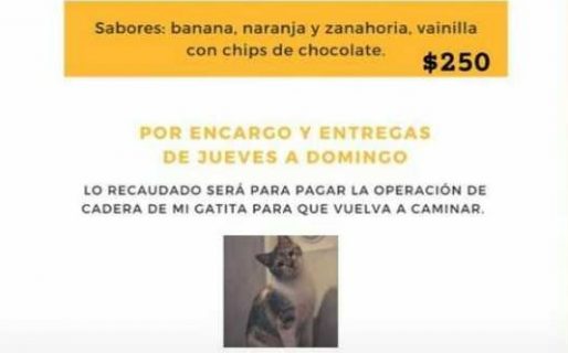 Vende budines para pagar la operación de su gata, que no puede caminar tras ser atacada por perros