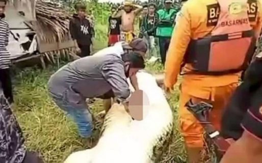 En Indonesia matan a un cocodrilo para sacar al niño que se tragó