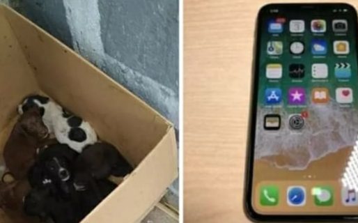 Sería falso el escrache a un hombre que abandonó a cachorritos en una caja y se olvidó el celular allí dentro