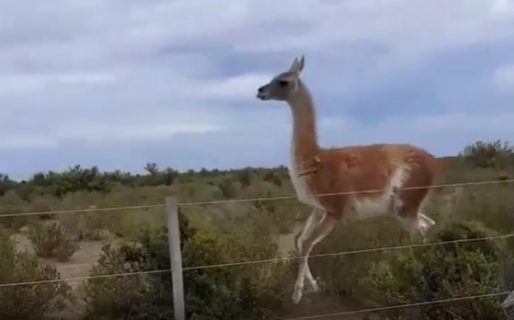 VIDEO: Captaron el inusual comportamiento de un «guanaco saltarín» en Península Valdés