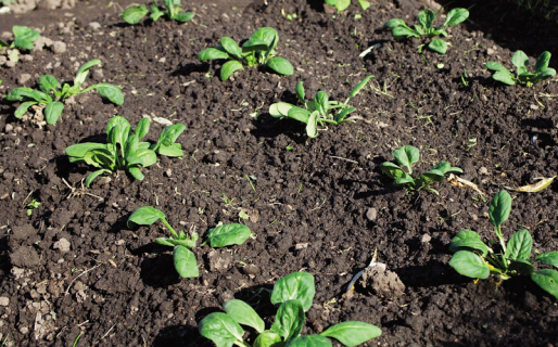 Seis especies para cultivar ahora y cosechar en invierno