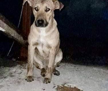 Un veterinario de Comodoro partirá con donaciones para las mascotas de la cordillera