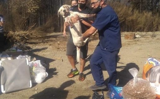 El veterinario solidario de Comodoro ya trabaja ayudando a las mascotas de la cordillera