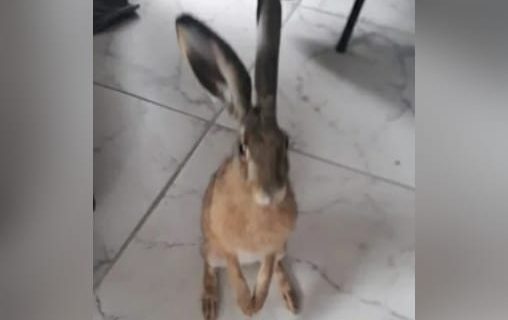 Se les escapó una liebre, la buscaron por todo Comodoro y apareció atropellada