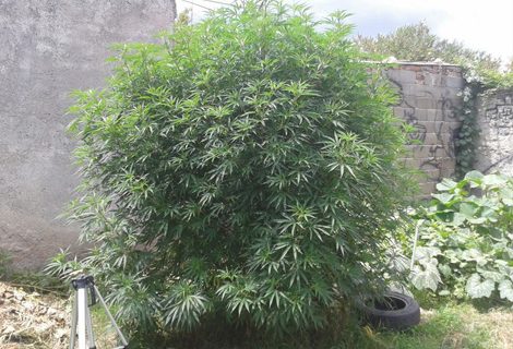 Lo corrían con un cuchillo y se escondió entre las plantas de cannabis de su casa