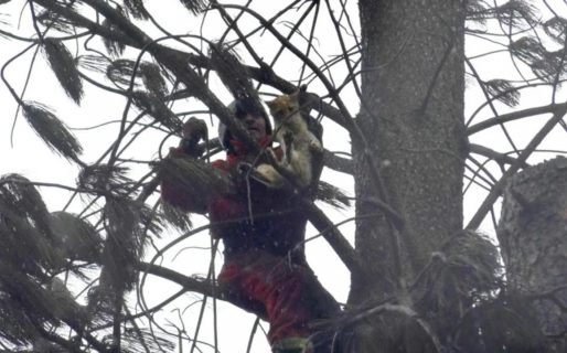 Heroico rescate de un gato que subió a un árbol para salvarse del incendio