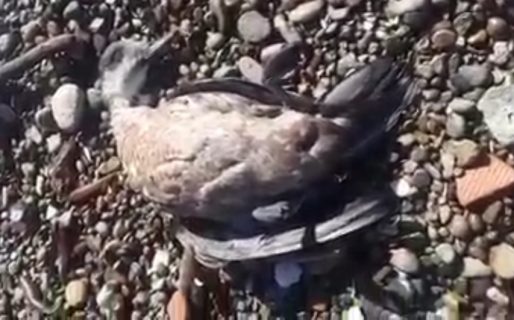Preocupante mortandad de aves en las playas de barrio Stella Maris