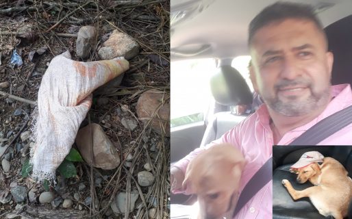 Abandonaron a una perrita dentro de una bolsa para que muera, pero un buen hombre lo salvó